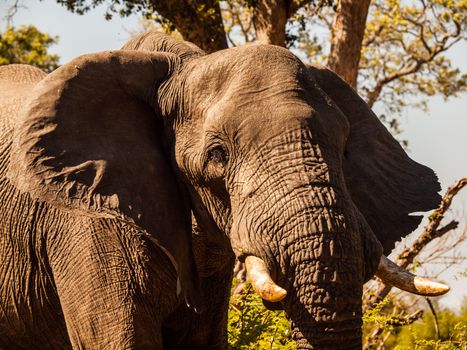 Detail of standing african elephant in sunny day (Moremi Game Reserve, Botswana)