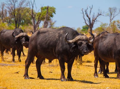 Herd of buffalos in grassands of Okavango delta