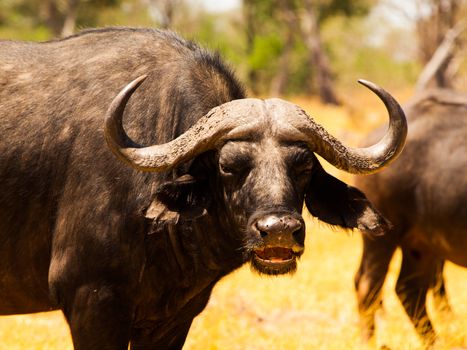 Head of angry buffalo (Botswana) Head of angry buffalo (Botswana)
