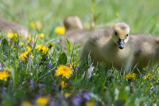 Canadian Goose Gosling resting in the grass and eating