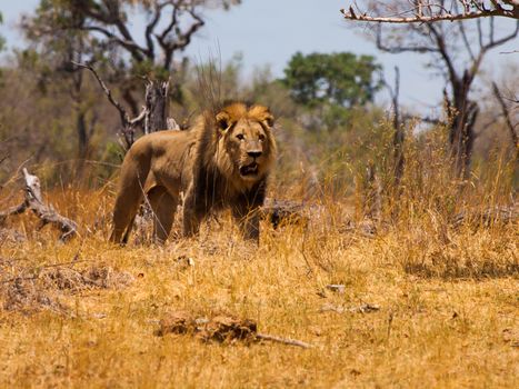 Lion's walk in Moremi Game Reserve (Botswana)