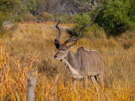 Kudu antelope standung in the bush (Okavanfo delta, Botswana)