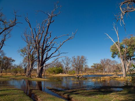 Ford in Paradise Pools area in Okavango delta (Botswana)