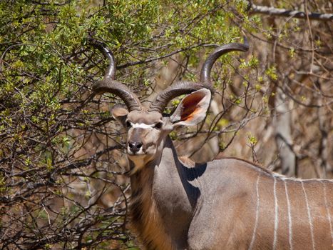 Kudu antelope standung in the bush (Okavanfo delta, Botswana)