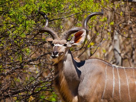 Hungry kudu antelope eating from tree