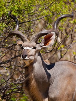 Kudu antelope standung in the bush (Okavanfo delta, Botswana)