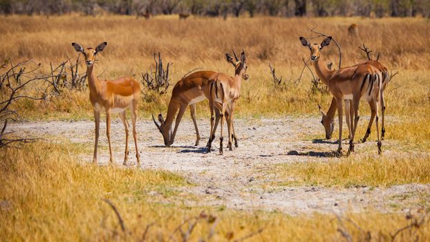Herd of impalas in grasslands of Okavango region