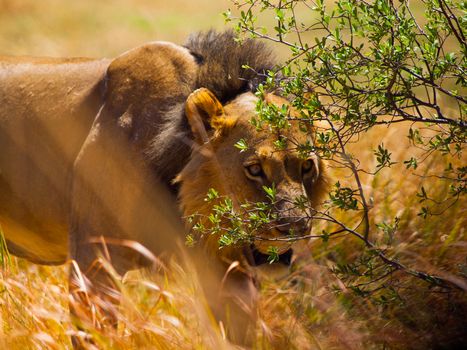 Tracking lion hidden in the grass