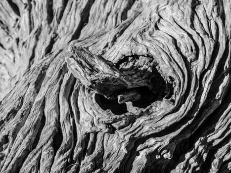 Knot of old dry tree (wooden texture)