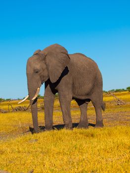 Big african elephant in grasslands of Chobe National Park