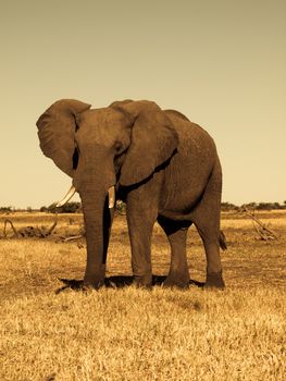 Big african elephant in grasslands of Chobe National Park (sepia photography)