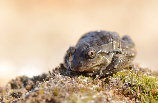 Common Spadefoot - Pelobates fuscus