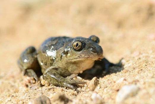 Common Spadefoot - Pelobates fuscus