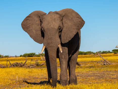 Big african elephant in grasslands of Chobe National Park