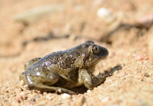 Common Spadefoot - Pelobates fuscus