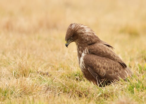 common buzzard - buteo buteo