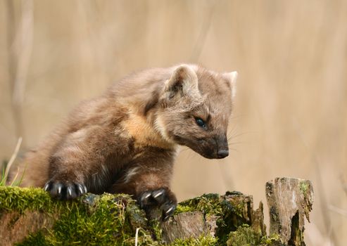 Pine marten rare species in natural habitat (Martes martes)