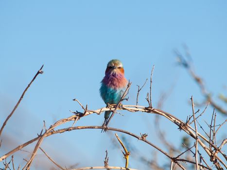 Lilac-breasted Roller (Coracias Caudatus) - beatifully coloured bird of Africa