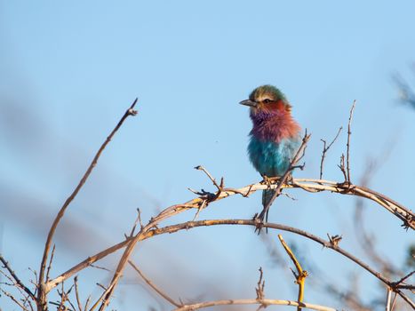 Lilac-breasted Roller (Coracias Caudatus) - beatifully coloured bird of Africa