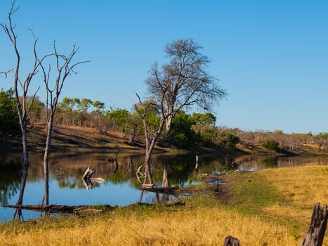 Savuti Channel (Chobe National Park, Botswana)