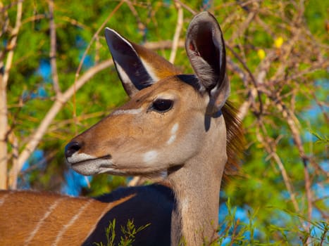 Female kudu antelope (Moremi Game Reserve, Botswana)