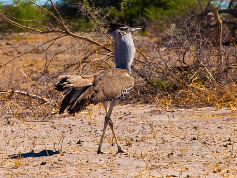 Kori bustard walking in savanna (Chobe National Park, Botswana)