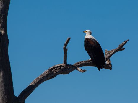 African fish eagle (Haliaeetus vocifer)