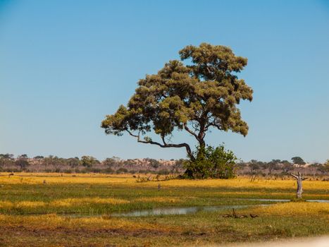 Lonesome tree in Savuti marshes (Chobe National Park, Botswana)