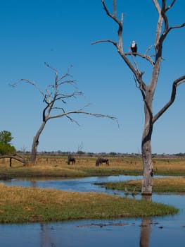 Game in Savuti Marsh (Chobe National Park, Botswana)