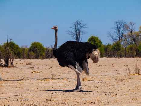 Ostrich in dry savanna (Struthio camelus)