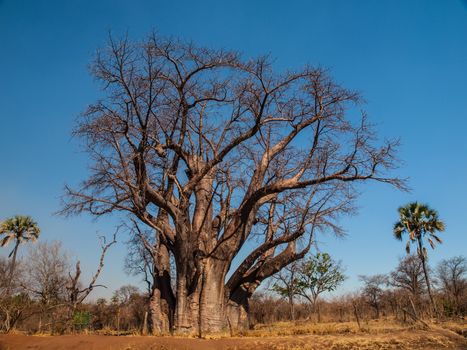 Big baobab tree near Victoria falls (Zimbabwe)