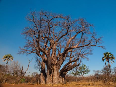 Big baobab tree near Victoria falls (Zimbabwe) Large baobab tree near Victoria falls (Zimbabwe)