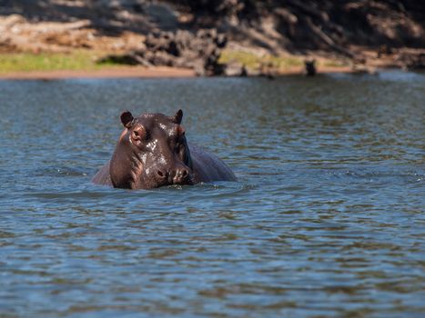 Hidden hippo in Chobe river (Kasane, Botswana) Hidden hippo in Chobe river (Botswana)