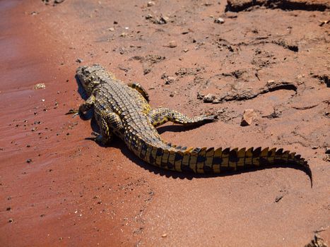 Crocodile on river bank (Chobe Riverfront, Botswana)
