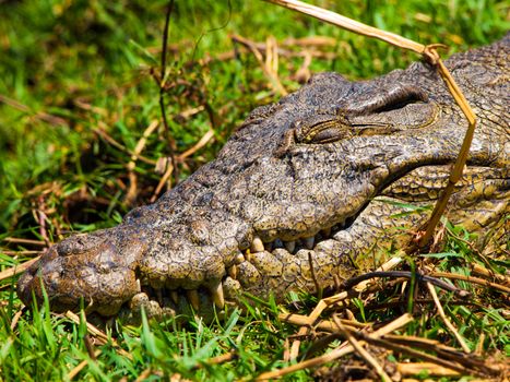 Head of crocodile in the grass (Chobe Riverfront, Botswana)