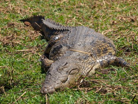 Lazy Nile crocodile (Crocodylus niloticus)