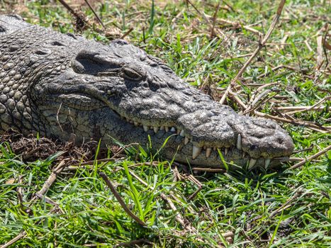 Head of african crocodile on river bank