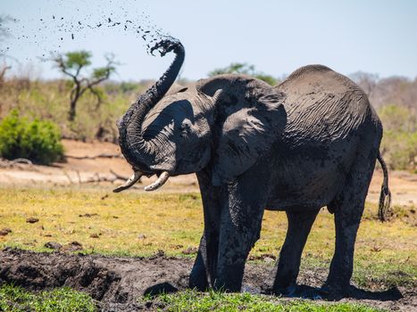 Elephant mud splash on african sunny day