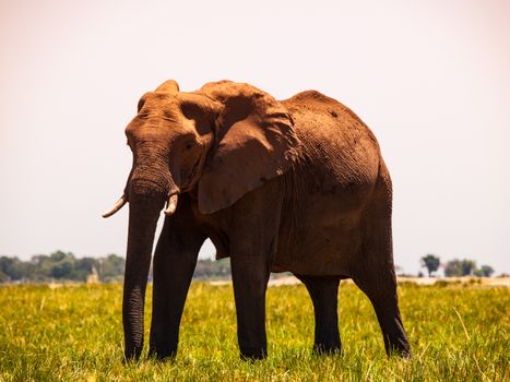 Elephant walks in the grass (Chobe Riverfront, Botswana)