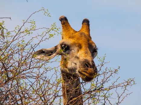 Portrait of eating giraffe on safari wild drive