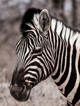 Zebra portrait in black and white (Moremi Game Reserve, Botswana)