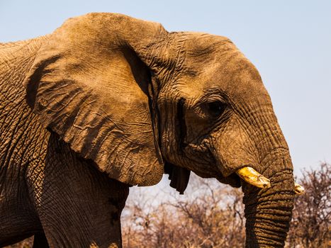 African elephant (Loxodonta) walks in the bush (Chobe National Park, Botswana)