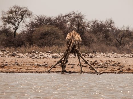 Thirsty giraffe drinking from waterhole (Etosha National Park, Namibia)