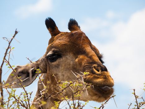 Portrait of eating giraffe on safari wild drive