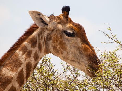 Portrait of eating giraffe on safari wild drive