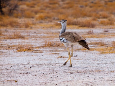 Kori bustard walking in savanna (Chobe National Park, Botswana)