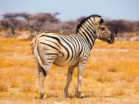 Zebra viewed on safari game drive