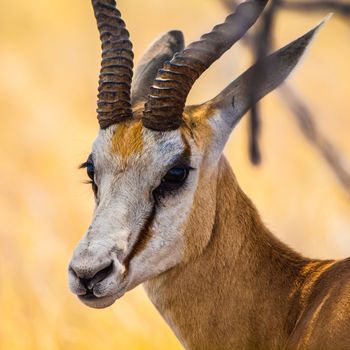 Detailed view of springbok antelope in sunny day