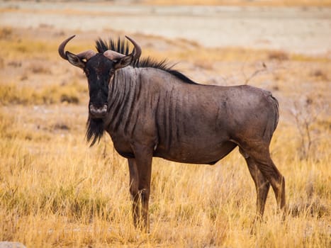 Blue wildebeest in savanna (Connochaetes taurinus)