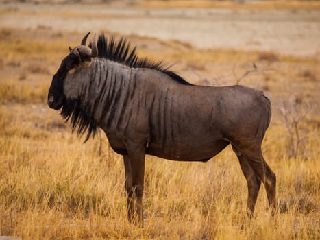 Blue wildebeest in savanna (Connochaetes taurinus)